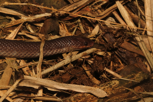 Brown Brook Snake