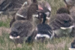 Branta ruficollis
