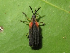Heterispa vinula