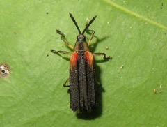 Heterispa vinula