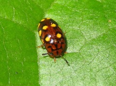 Mycotretus duodecemguttatus