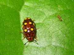 Mycotretus duodecemguttatus