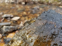 Desmognathus brimleyorum