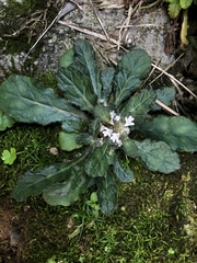 Ajuga taiwanensis