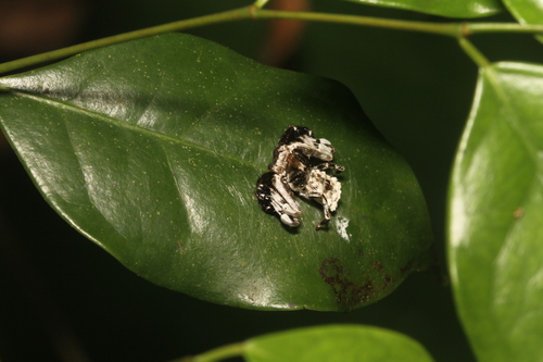 Iphoctesis echinipes