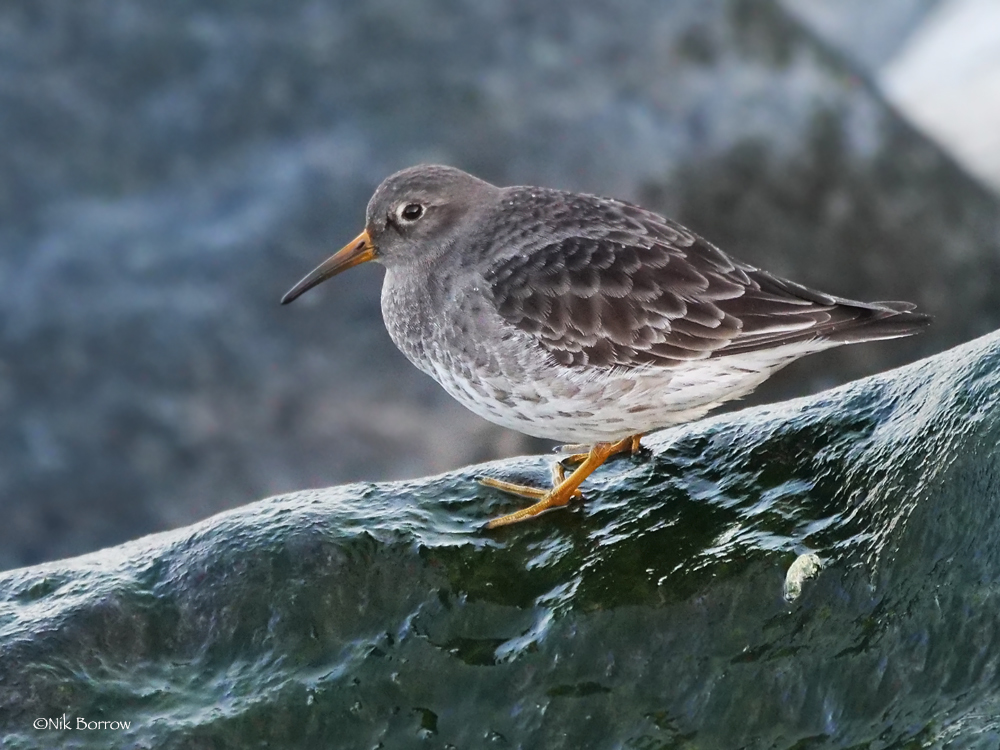 purple sandpiper breeding