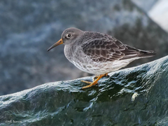 Purple Sandpiper photo 4