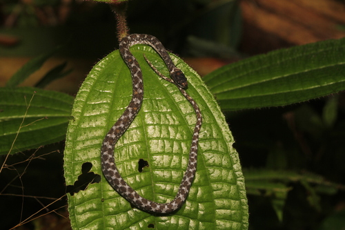 Yellow-flanked Keeled Snake, Alluaudina bellyi