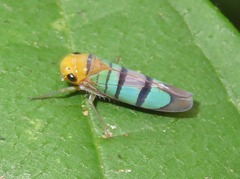 Amblyscarta trinotata