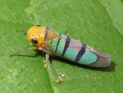 Amblyscarta trinotata