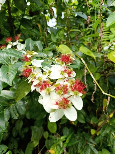 Combretum racemosum
