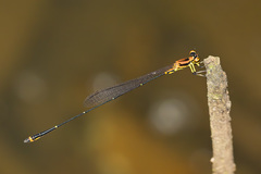 Protoneura woytkowskii