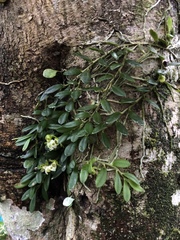 Gastrochilus formosanus