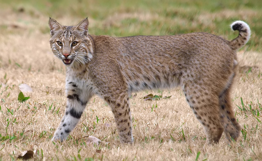 Bobcat (Lynx rufus) · iNaturalist