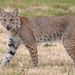 Bobcat - Photo (c) Kala Murphy King, some rights reserved (CC BY-NC-ND), uploaded by Kala Murphy King