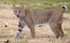 Bobcat - Photo (c) Kala Murphy King, some rights reserved (CC BY-NC-ND), uploaded by Kala Murphy King