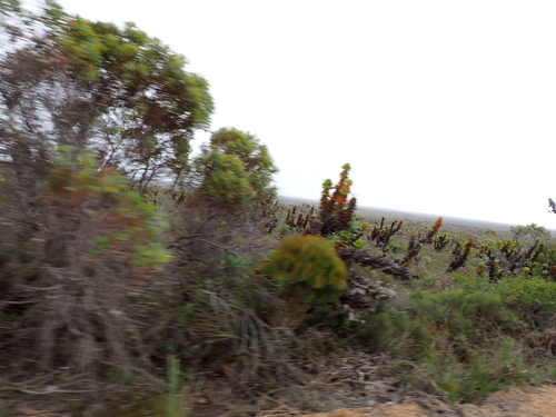 Hakea victoria, photograph 6