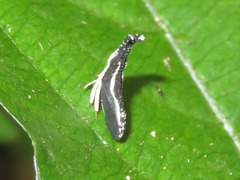 Hypsoprora