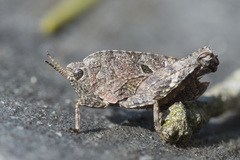 Tetrix bipunctata