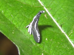 Hypsoprora