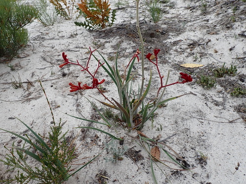 Red kangaroo paw[ (Anigozanthos rufus)