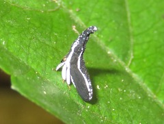 Hypsoprora