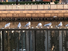 Chroicocephalus ridibundus