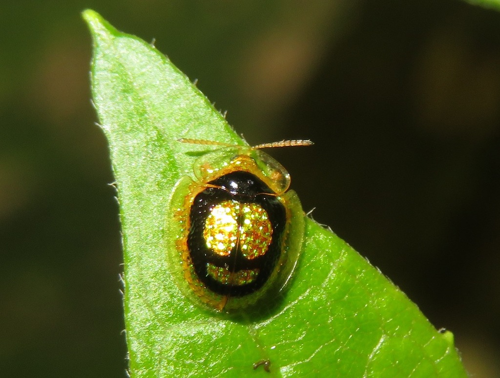 Charidotis porosula