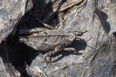 Tetrix bipunctata