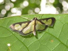 Hyalea pallidalis