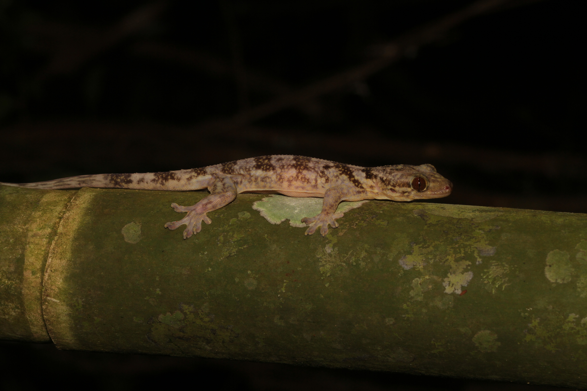Blaesodactylus ganzhorni