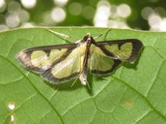 Hyalea pallidalis