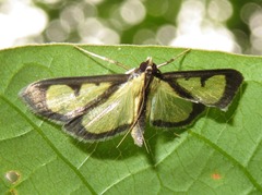 Hyalea pallidalis
