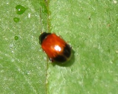 Parasyphraea