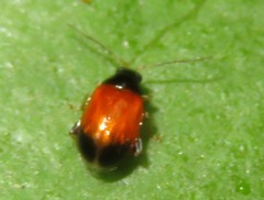 Parasyphraea