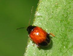 Parasyphraea