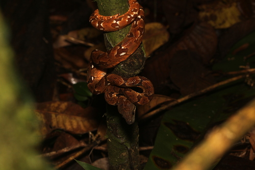 Madagascar tree boa
