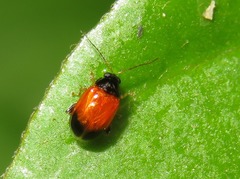 Parasyphraea