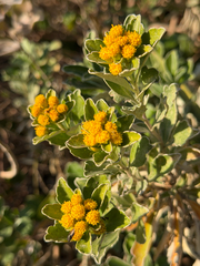 Ajania pacifica, photograph (c) Chris Sulots, some rights reserved (CC BY)