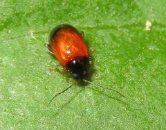 Parasyphraea