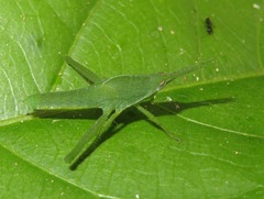 Prionolopha serrata