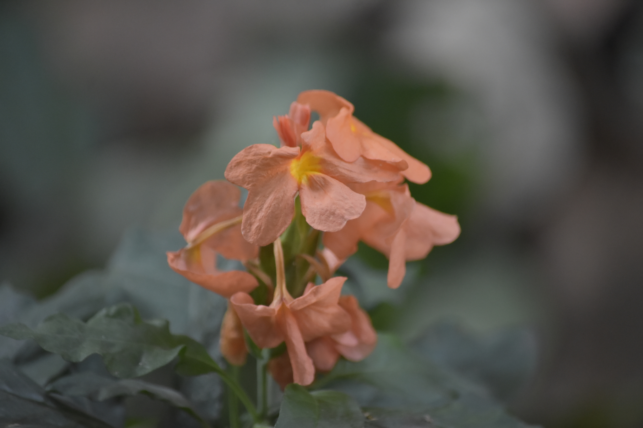 Crossandra infundibuliformis — ảnh 3