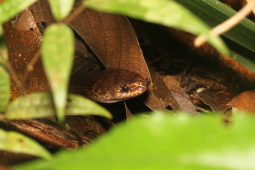 Brown Brook Snake, Pseudoxyrhopus microps