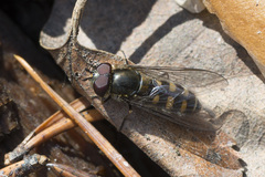 Melangyna lasiophthalma