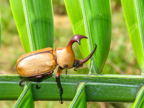 Clubbed golofa