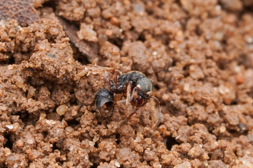 Brachyponera tianzunBrachyponera tianzun