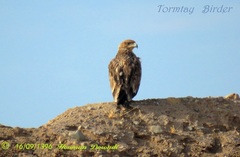 Aquila heliaca