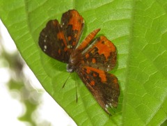 Parvospila emylius