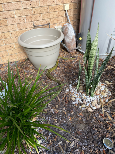 Diamond Python sighting