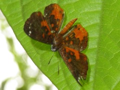 Parvospila emylius